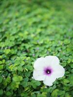 human hand and foot sign on green grass background four leaf cover photo