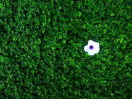 humano mano y pie firmar en verde césped antecedentes cuatro hoja cubrir foto