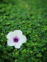 human hand and foot sign on green grass background four leaf cover photo