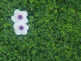 human hand and foot sign on green grass background four leaf cover photo