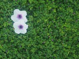 human hand and foot sign on green grass background four leaf cover photo