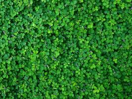 human hand and foot sign on green grass background four leaf cover photo