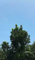 The blue sky is visible above the trees photo