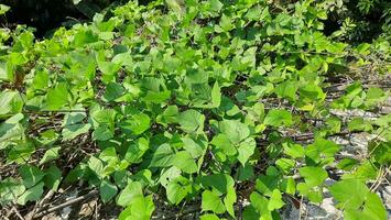 green bean plant looks fresh photo