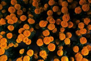 Tagetes erecta, Damasquina, Cempasuchil flowers used to decorate on the Day of the Dead in Mexico photo