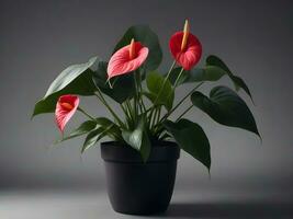 AI generated anthurium plant in black pot on gray background photo
