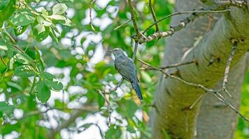 plaintive cuckoo perched on tree photo