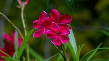 Red Sweet Oleander, Rose bay blooming in the garden photo