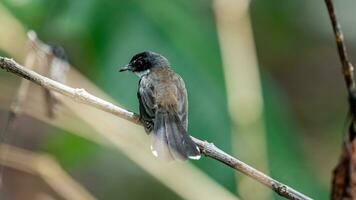 Grey fantail perched on tree, Thailand. photo