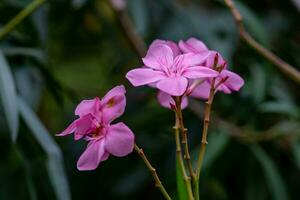 Pink Sweet Oleander, Rose bay blooming in the garden photo