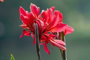 Australian arrowroot, edible canna, Indian shot blooming in the garden photo