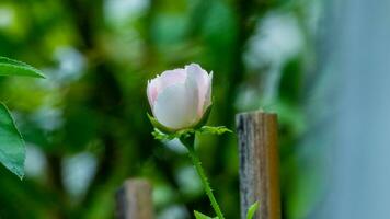 rose blooming in the garden photo