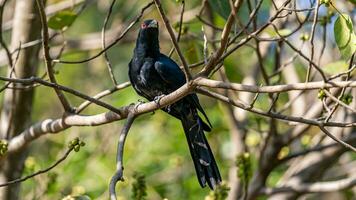 el asiático Koel es un miembro de el cuco orden de aves, el cuculiformes. eso es encontró en el indio subcontinente, porcelana, y Sureste Asia. foto