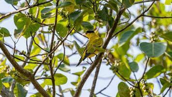 nuca negra oriol encaramado en árbol foto