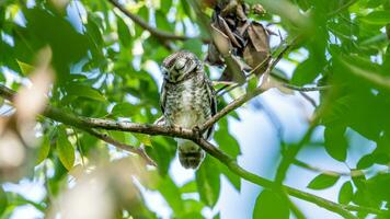 mochuelo manchado posado en un árbol foto