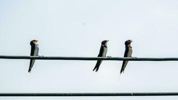 Swallow perched on a wire photo