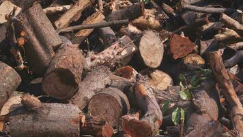 Pile of timber and branches of trees on roadside that are too high for reuse and recycle photo