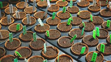 Many various seeds cultivation of vegetables with little planting date label in black nursery trays inpotted, home gardening area photo