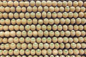 Rows of many little golden barrel cactus group on decorative wall background in public park area photo