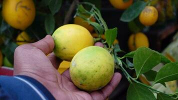 Bunches of fresh yellow ripe lemons on lemon tree branches , video