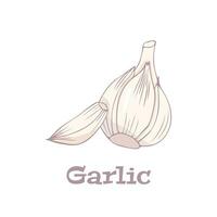 Garlic logo in flat style. Isolated object. Garlic icon. Vegetable from the garden. Organic food. Vector illustration.