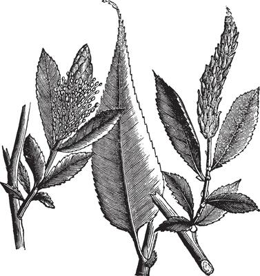 Shining Willow or Salix lucida vintage engraving