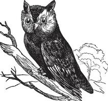 Scops of America Scops asio or American owl, vintage engraving. vector