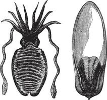 común calamar o sepia officinalis Clásico grabado vector