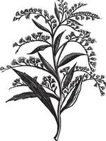 Canada goldenrod or Solidago canadensis vintage engraving vector