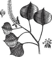 Chinese tallow tree or Sapium sebifera vintage engraving vector