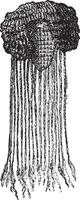 egipcio peluca, Clásico grabado. vector