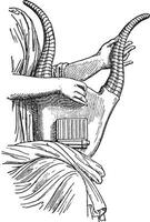 Lyre horn, vintage engraving. vector