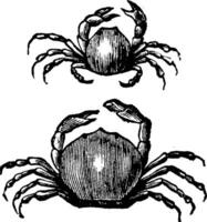 Pea crab, vintage engraving. vector