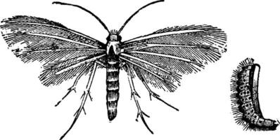 Pterophorus, vintage engraving. vector