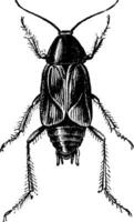 Cockroach, vintage engraving. vector