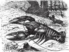 Crayfish, vintage engraving. vector