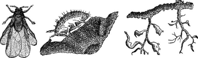 Phylloxera wing, vintage engraving. vector