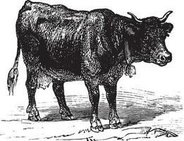 Cow, vintage engraving. vector