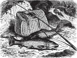 Brown trout, vintage engraving. vector