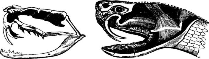 A. Skeleton of the head of a poisonous snake, B. Head of a venomous snake, vintage engraving. vector