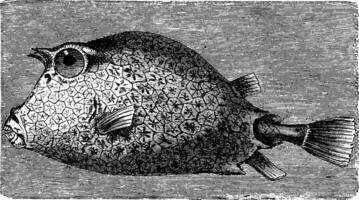 Trunkfish, vintage engraving. vector