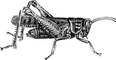 Locust, vintage engraving. vector