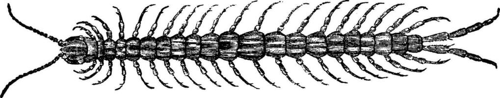 Centipede, vintage engraving. vector