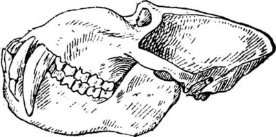 Mandrill baboon skull, vintage engraving. vector