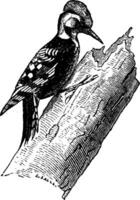 Woodpecker or Piculets, vintage engraving. vector