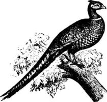 Common pheasant, vintage engraving. vector