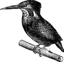 Kingfisher, vintage engraving. vector