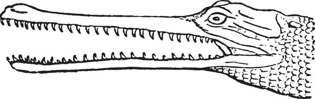 Gharial head, vintage engraving. vector