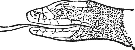 Tongue Lizard, vintage engraving. vector