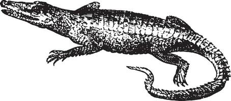 Crocodile, vintage engraving. vector